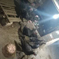 فروش. فوری. بقلمون نر ماده|حیوانات مزرعه|نکا, |دیوار