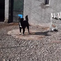 سگ گم شده