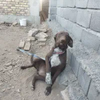 سگ  نر وماده نژاد ترکیبی پوینتر و دوبرمن|سگ|کرمانشاه, |دیوار