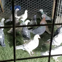 دس کفتری هم بو هوای 18تای|پرنده|شیراز, سعدیه جنوبی|دیوار