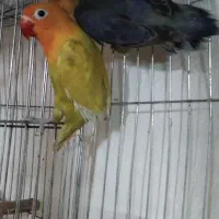 طوطی برزیلی رنگ خاص|پرنده|محمدیه-قزوین, |دیوار