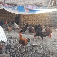 تعدادی خروس.تکی و کلی هم داده میشود|حیوانات مزرعه|تربت‌حیدریه, بالا ولایت|دیوار