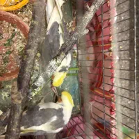 فروش عروس هلندی