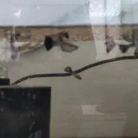 گوپی گپی کپی