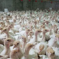 بهترین نژاد ۶فوق سنگین جوجه بوقلمون
