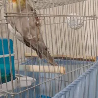 عروس هلندی نر|پرنده|ماهدشت, |دیوار