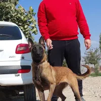 توله مالینویز نر و ماده واکسینه|سگ|کرج, فاز ۲ مهرشهر|دیوار