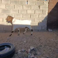 باسلام دوبز ویک نربز|حیوانات مزرعه|نیمبلوک, |دیوار