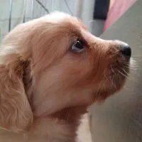 سگ گلدن رتریور