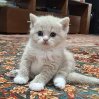 گربه