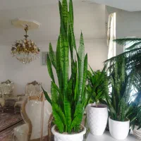 گل و گیاه طبیعی|گل و گیاه طبیعی|تهران, تهرانپارس شرقی|دیوار