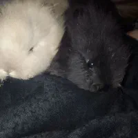 توله خرگوش3عدد|موش و خرگوش|میاندوآب, |دیوار