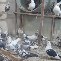 200کبوترپرشی وجوجه کشی