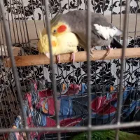 عروس هلندی بالغ جفت درشت و کشیده با قفس