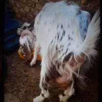 دوعددبزمری شیرده