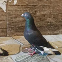 3عدد کفتر نر