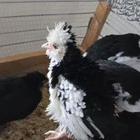 فروش تخم نطفه دار نژاد اصیل گلین لری کرچ شو|حیوانات مزرعه|تنکابن, |دیوار