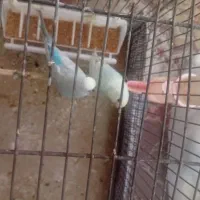 فروش یک جفت مرغ عشق مولد نژاد دار با 2تا جوجه|پرنده|مهدی شهر, |دیوار