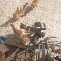 واگذاری چند عدد بجه گربه بومی