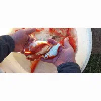 ماهی قرمز|ماهی|رشت, آتشگاه|دیوار