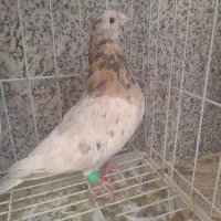 سرور زرد نر|پرنده|برخوار, |دیوار