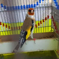 سهره قناری دهن دهبیدی