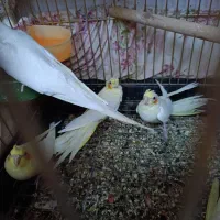 جوجه عروس هلندی لوتینو|پرنده|قم, انسجام|دیوار