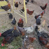 فروش خروس رسمی سلامت بهشرط