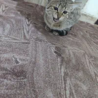 واگذاری رایگان گربه