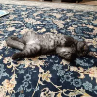 گربه ماده اسکاتیش|گربه|یزد, |دیوار