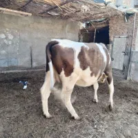 گاو سیمینتال تخت شکم اول 8ماه آبستن با برگه تلقیح|حیوانات مزرعه|سبزوار, کاشفی شمالی (دادگستری)|دیوار