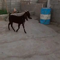 ۶ تا بز و یک کهره چبش|حیوانات مزرعه|داراب, |دیوار