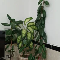 گل فروشی|گل و گیاه طبیعی|بلبان آباد, |دیوار