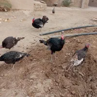 بوقلون محلی|حیوانات مزرعه|زهک, |دیوار