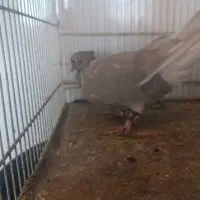 چند جفت کبوتر|پرنده|شهرآباد, |دیوار