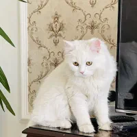 گربه پرشین ماده فروشی|گربه|ارومیه, |دیوار