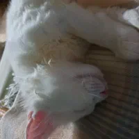 بچه گربه های شیرین|گربه|بندر انزلی, آخرخط|دیوار