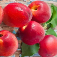 تولید نهال شلیل ردگلد|خدمات باغبانی و درختکاری|جونقان, |دیوار