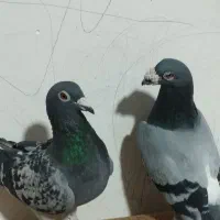 کفتر