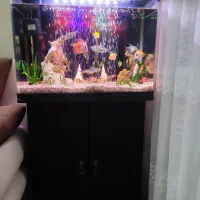 آکواریوم دلسا