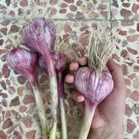 سیر محلی، آبدان