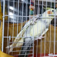 عروس هلندی نر  سخنگو