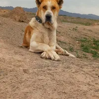 توله سگ گلگی