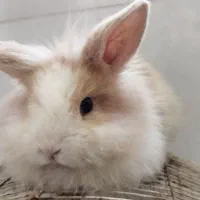 خرگوش لوپ یک ماهه اصلی