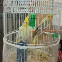 ۲ عدد عروس هلندی