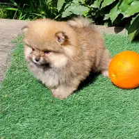 توله پامرانین