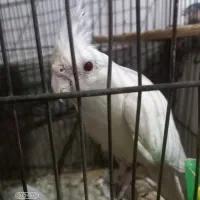 عروس هلندی ماده البینو