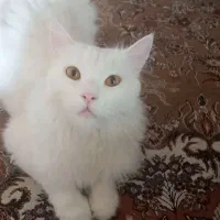 گربه پرشین