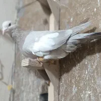 سرک سوسنی شهری|پرنده|شیراز, اکبر آباد|دیوار