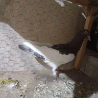 یهودی